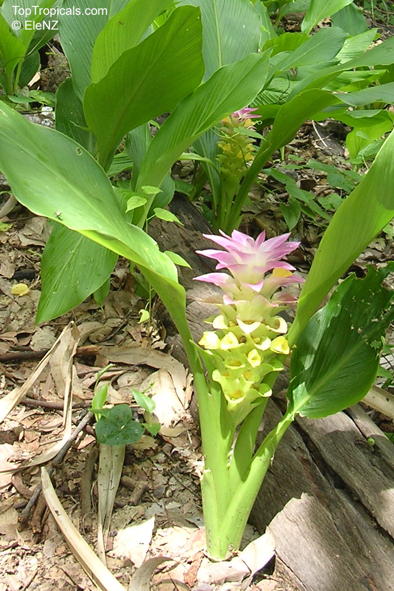 Curcuma longa (Spice Turmeric) with pink and yellow flower head emerging from green foliage. Curcuma longa (Spice Turmeric) with pink and yellow flower close up for gardening enthusiasts