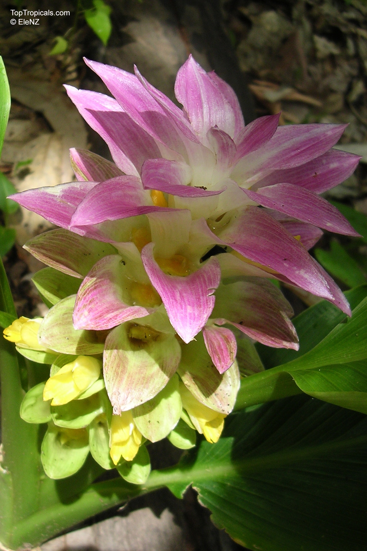 Curcuma longa, Spice Turmeric, Indian Saffron Curcuma longa, Spice Turmeric, Indian Saffron