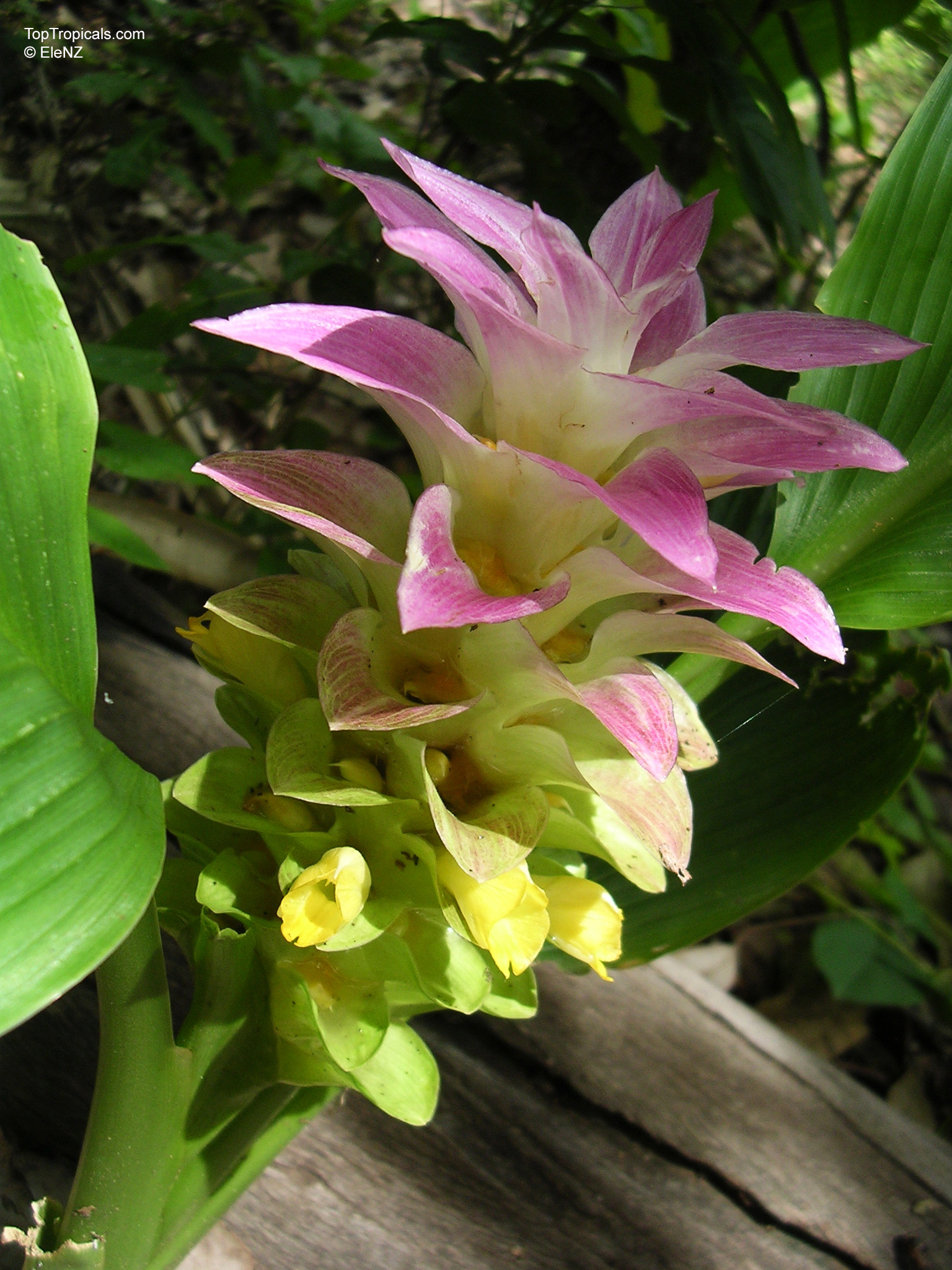 Curcuma longa (Spice Turmeric) flower with pink and yellow bracts growing near wide green foliage Curcuma longa (Spice Turmeric) pink and yellow flower close up, tall green leaves background