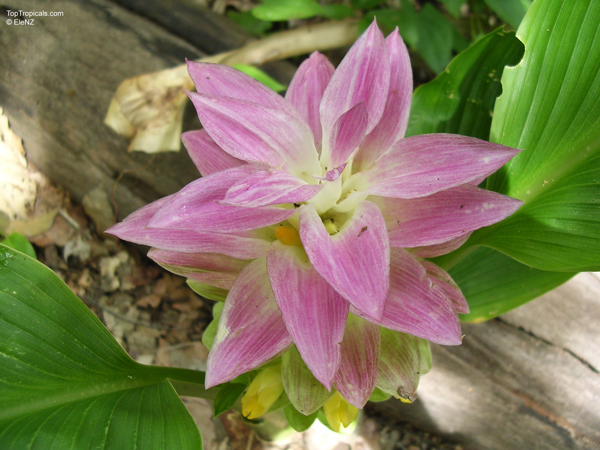 Curcuma longa (Spice Turmeric) has layered pink bracts surrounding small yellow flowers near green leaves. Curcuma longa (Spice Turmeric) pink flower close up with green leaves in the background.