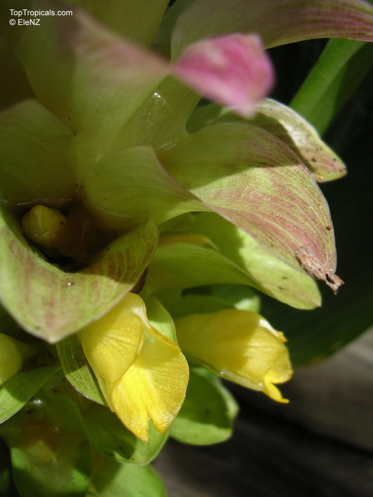 Curcuma longa (Spice Turmeric) yellow flower with green bracts in close up Curcuma longa (Spice Turmeric) green and yellow flower close up image