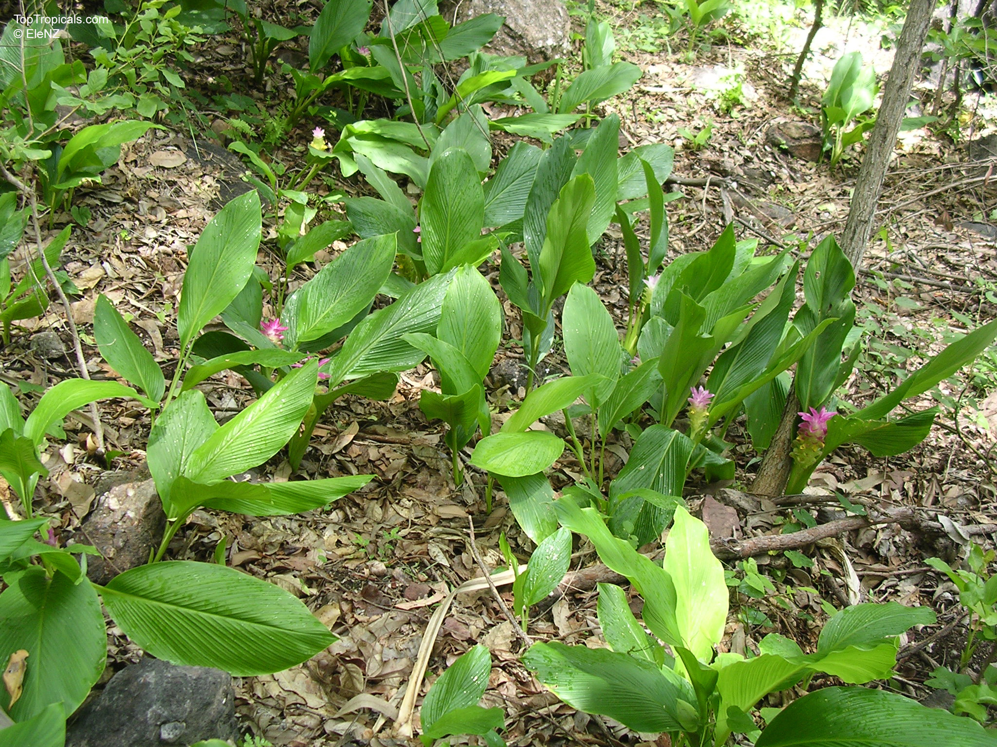 Curcuma longa (Spice Turmeric) with pink flowers and elongated green leaves on the ground. Curcuma longa (Spice Turmeric) with pink flowers and lush green leaves in the soil.