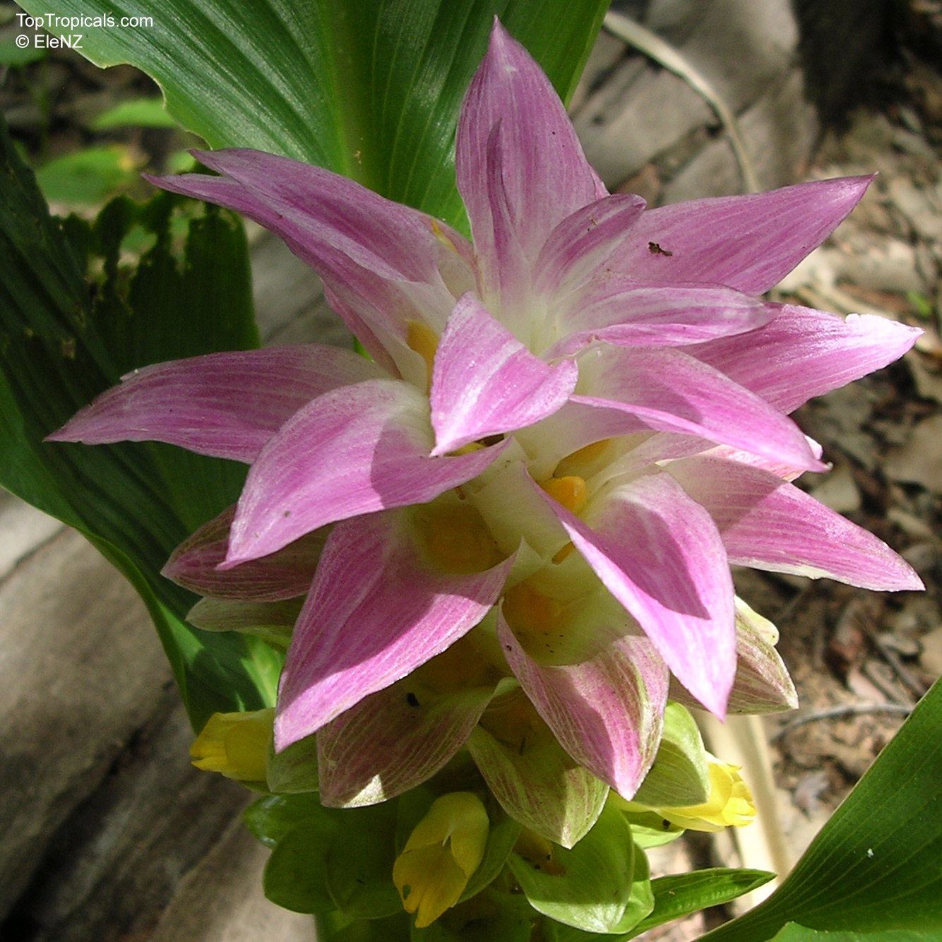 Curcuma longa (Spice Turmeric) has layered pink bracts surrounding small yellow inner flower parts. Curcuma longa (Spice Turmeric) with pink petals and yellow flower in a close up