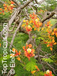 Delonix regia var. Golden, Flame tree, Flamboyant, Royal poinciana, Gul Mohr, Peacock Flower

Click to see full-size image