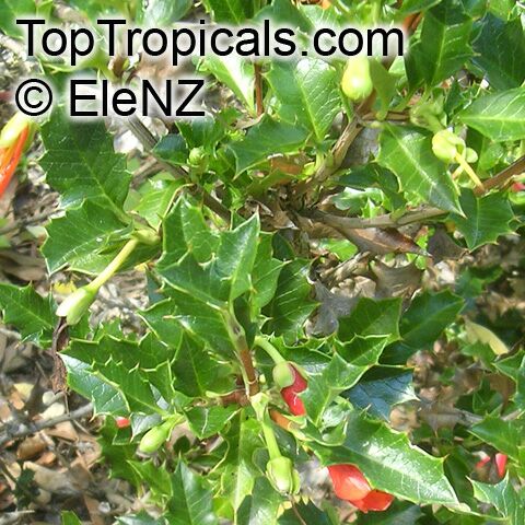 Desfontainea spinosa, Chilean False Holly