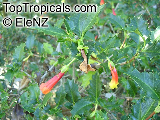 Desfontainea spinosa, Chilean False Holly