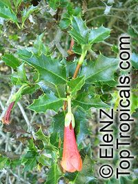Desfontainea spinosa, Chilean False Holly

Click to see full-size image