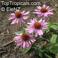 Echinacea purpurea, Rudbeckia purpurea, Purple Coneflower, Kim's Knee High

Click to see full-size image