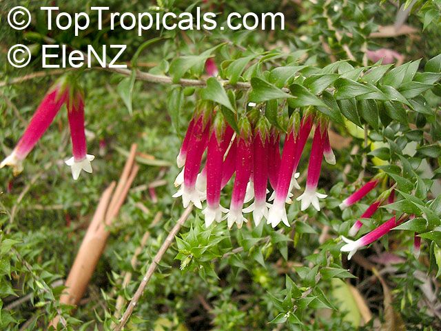 Epacris longifolia, Native Fuchsia, Fuchsia Heath