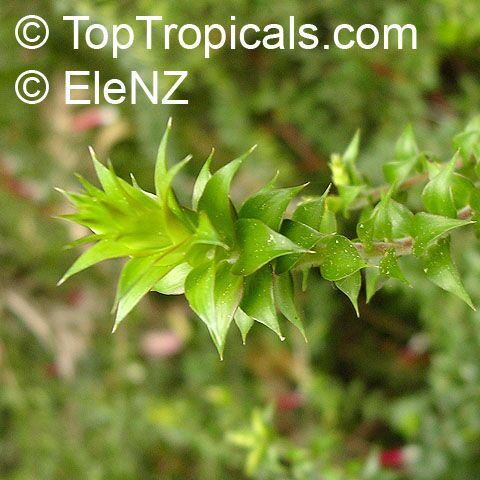 Epacris longiflora , Native Fuchsia, Fuchsia Heath