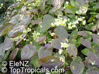 Epimedium sp., Horny Goat Weed, Bishop's Cap

Click to see full-size image