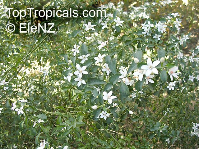 Eriostemon sp., Wax Flower