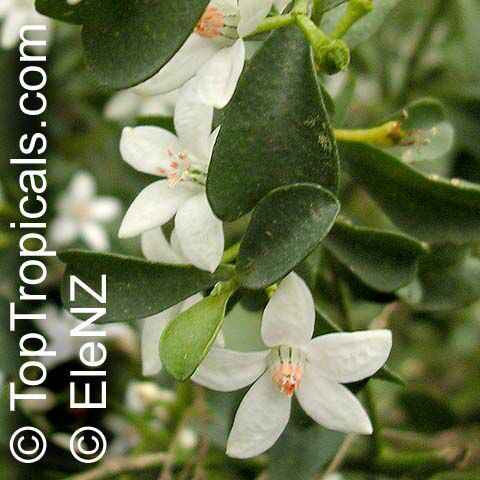 Eriostemon sp., Wax Flower