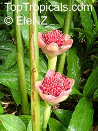 Etlingera elatior, Phaeomeria speciosa, Nicolaio elatior, Torch Ginger

Click to see full-size image