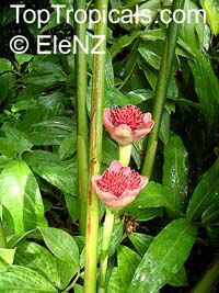 Etlingera elatior, Phaeomeria speciosa, Nicolaio elatior, Torch Ginger

Click to see full-size image