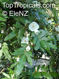 Eucryphia moorei, Pinkwood

Click to see full-size image