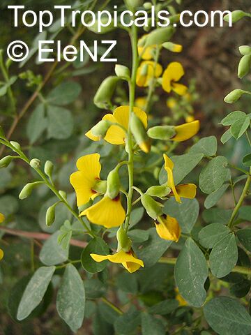 Goodia lotifolia, Golden Tip, Clover Bush, Yellow Pea