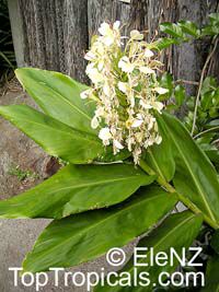 Hedychium flavum, Yellow Butterfly Ginger, Nardo Ginger Lily

Click to see full-size image
