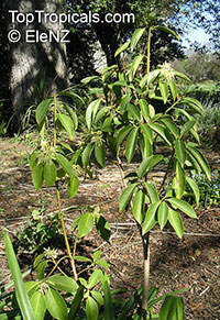 Illicium sp., False Anise, Anise Tree, Star Anise, Licorice

Click to see full-size image