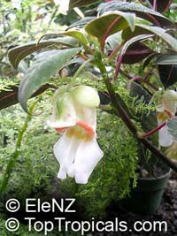 Impatiens morsei, Impatiens velvetea, Velvet Love, Secret Love