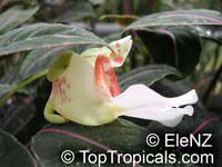 Impatiens morsei, Impatiens velvetea, Velvet Love, Secret Love