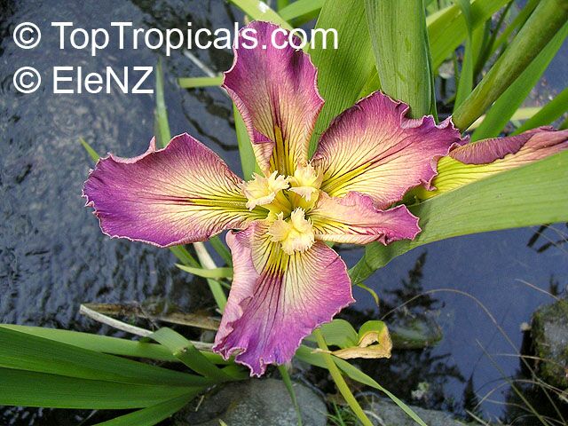 Iris sp. (Beardless irises), Beardless Irises, Water Irises