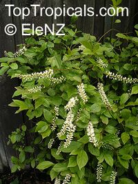 Itea virginica, Virginia Sweetspire

Click to see full-size image