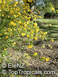Kerria japonica Pleniflora, Double Kerria, Wild Rose, Japanese Rose

Click to see full-size image