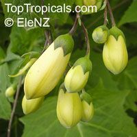 Kirengeshoma palmata, Yellow Waxbells

Click to see full-size image