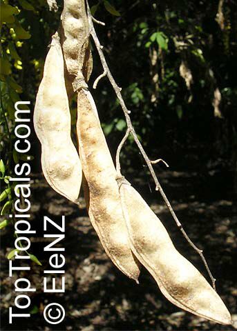 Laburnum sp., Golden Chain Tree, Scotch Laburnum