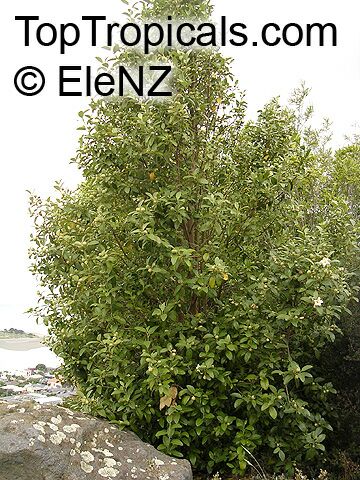 Lagunaria patersonia, Hibiscus patersonia, Laguna squamea, Primrose Tree, Cow Itch Tree