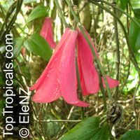 Lapageria rosea, Chilean Bellflower, Copihue

Click to see full-size image