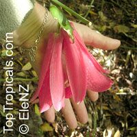 Lapageria rosea - seeds

Click to see full-size image