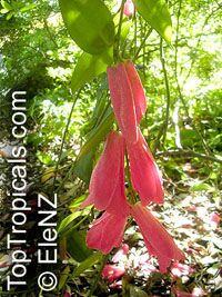 Lapageria rosea, Chilean Bellflower, Copihue

Click to see full-size image