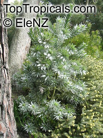 Leucadendron sp., Leucadendron