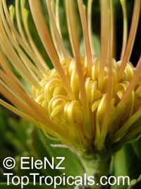 Leucospermum cordifolium, Leucospermum nutans, Nodding Pincushion

Click to see full-size image