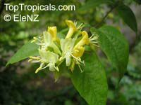 Lonicera quinquelocularis, Translucent Honeysuckle

Click to see full-size image