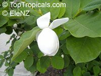 Magnolia sieboldii, Oyama magnolia

Click to see full-size image