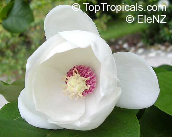 Magnolia sieboldii, Oyama magnolia