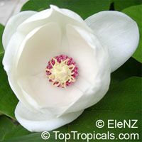 Magnolia sieboldii, Oyama magnolia

Click to see full-size image