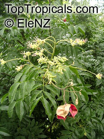 Majidea zanguebarica, Harpullia zanguebarica, Black Pearl, Velvet-seed Tree, Mgambo Tree
