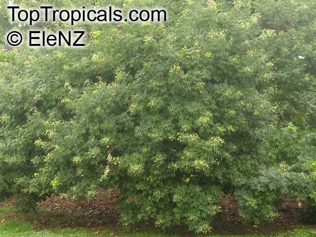 Majidea zanquebarica, Harpullia zanquebarica, Black Pearl, Velvet-seed Tree, Mgambo Tree