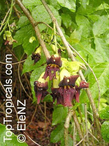 Markhamia zanzibarica, Markhamia acuminata, Bell Bean Tree, Maroon Bell-bean