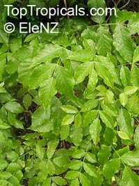 Markhamia zanzibarica, Markhamia acuminata, Bell Bean Tree, Maroon Bell-bean

Click to see full-size image