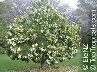 Magnolia doltsopa, Michelia excelsa, Magnolia exelsa, Sweet Michelia

Click to see full-size image