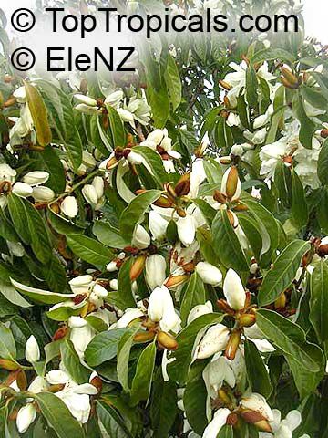 Magnolia doltsopa, Michelia excelsa, Magnolia exelsa, Sweet Michelia