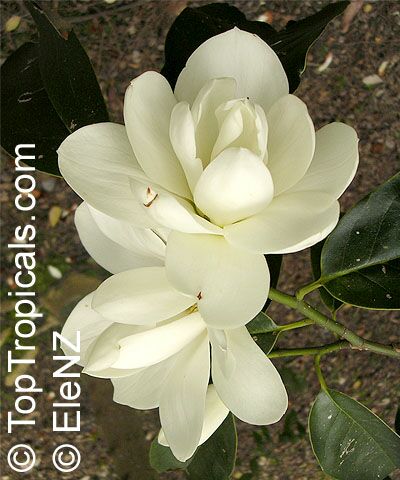 Magnolia doltsopa, Michelia excelsa, Magnolia exelsa, Sweet Michelia. Magnolia (Michelia) doltsopa Rusty