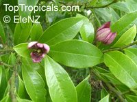 Magnolia figo, Michelia figo, Magnolia fuscata, Banana Magnolia, Banana Shrub, Port Wine Magnolia

Click to see full-size image