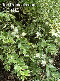 Myrtus communis, True Myrtle

Click to see full-size image