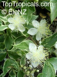 Myrtus communis (Мирт вариегатный) - растение